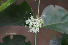 Psydrax dicoccos var. dicoccos